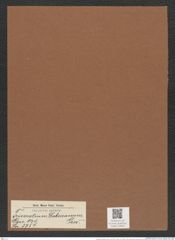 Triceratium dobreeanum Grev. (de-Toni-Nr.: Genus 140, Species 3759) Zeichnungen Sammlung Grunow Mappe 03858 (Herbarium_W_Grunow_drawings_Folder_03858)